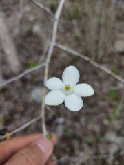 Casearia yucatanensis