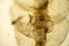 Calypogeia integristipula