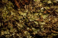 Calypogeia integristipula