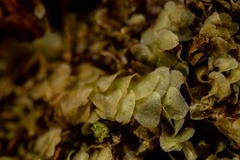 Calypogeia integristipula