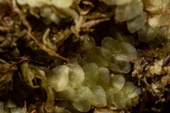 Calypogeia integristipula