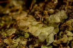 Calypogeia integristipula