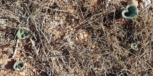 Image of Eriospermum pubescens by (c) Nicola van Berkel, some rights reserved (CC BY-SA)