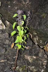 Coleus carnosifolius