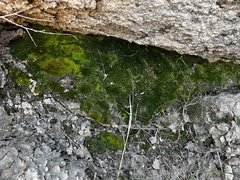Selaginella eremophila