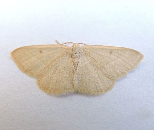 Sperrya cervula
