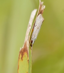 Asmicridea edwardsii