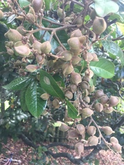 Conopomorpha cyanospila