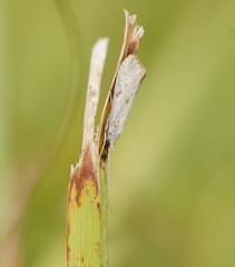 Asmicridea edwardsii