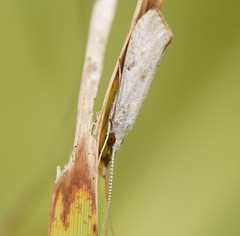 Asmicridea edwardsii