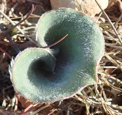 Eriospermum pubescens