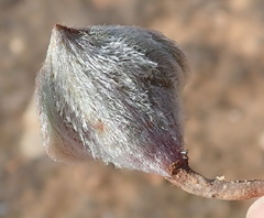 Eriospermum pubescens