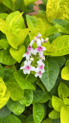 Pseuderanthemum carruthersii