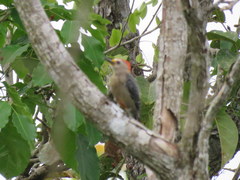Melanerpes pygmaeus