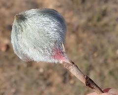 Eriospermum pubescens