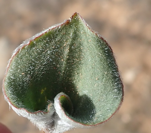 Image of Eriospermum pubescens by (c) Nicola van Berkel, some rights reserved (CC BY-SA)