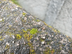 Anoplolepis gracilipes