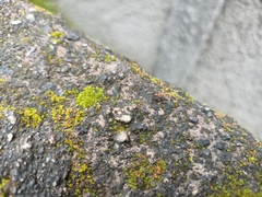 Anoplolepis gracilipes