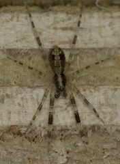 Cycloctenidae