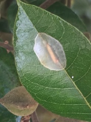 Conopomorpha cyanospila