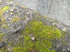 Anoplolepis gracilipes