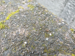 Anoplolepis gracilipes