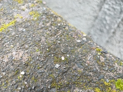 Anoplolepis gracilipes