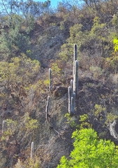 Cephalocereus senilis