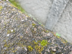 Anoplolepis gracilipes