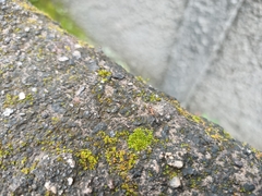 Anoplolepis gracilipes