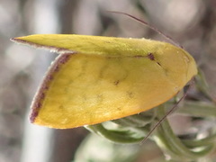 Earias