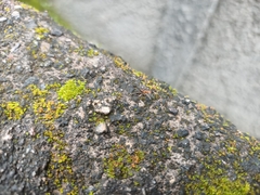 Anoplolepis gracilipes