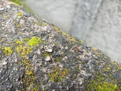 Anoplolepis gracilipes