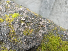 Anoplolepis gracilipes