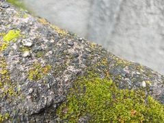 Anoplolepis gracilipes