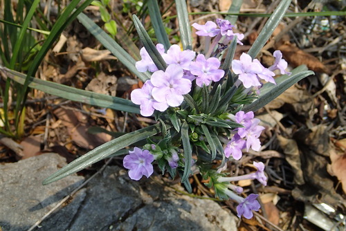 Lithodora hancockiana