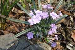 Lithodora hancockiana