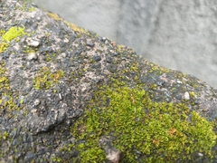 Anoplolepis gracilipes