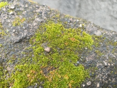 Anoplolepis gracilipes