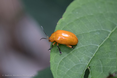 Podontia lutea