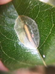 Conopomorpha cyanospila