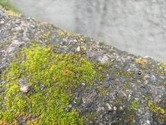 Anoplolepis gracilipes