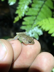Pristimantis diadematus