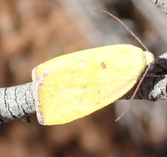 Earias