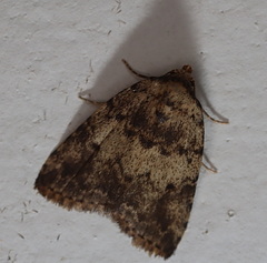 Tolpia conscitulana