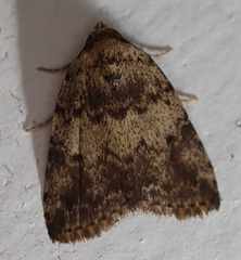 Tolpia conscitulana
