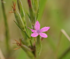 Dianthus armeria