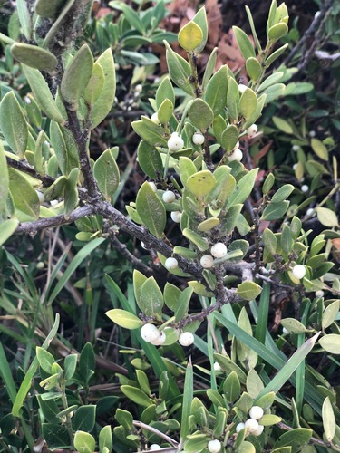 Image of Dune Saffronwood (Robsonodendron maritimum) by (c) Charleen Brunke, some rights reserved (CC BY)