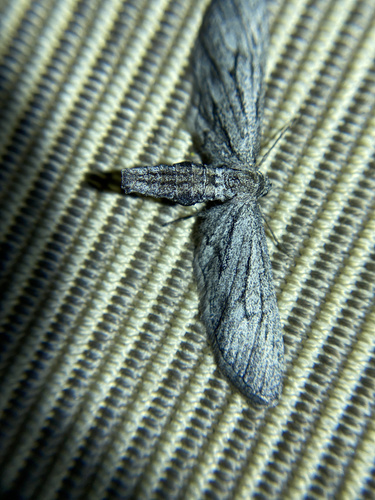iNaturalist observation photo of Glaucina