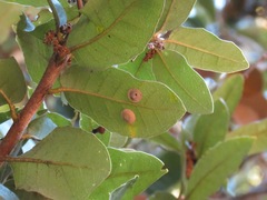 Paracraspis
